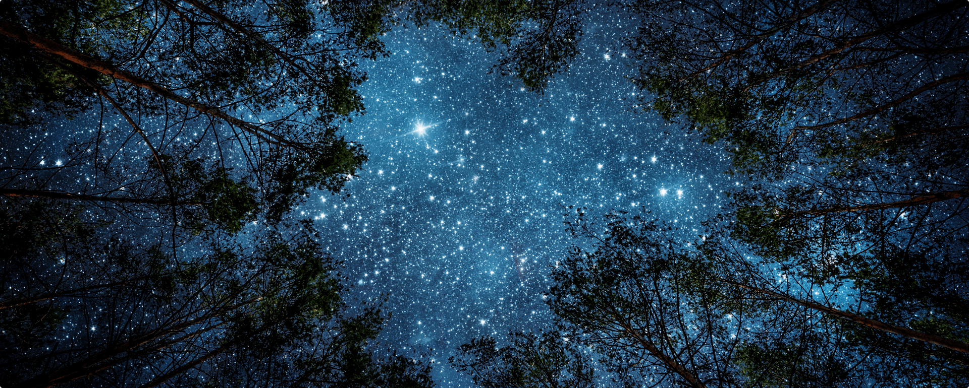 Un cielo nocturno lleno de estrellas enmarcado por arboles hermosos